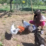 Rosa Antica 农家乐